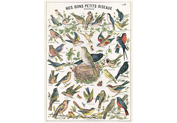 DECOR PAPER 20X28 BIRD CHART