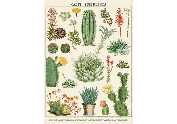 DECOR PAPER 20X28 SUCCULENTS