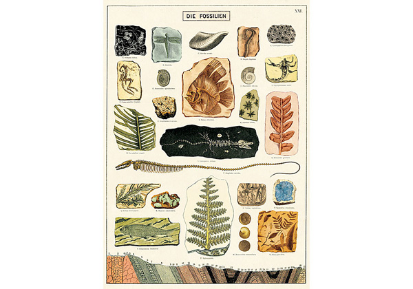 DECOR PAPER 20X28 FOSSILS