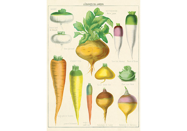 DECOR PAPER 20X28 LEGUMES