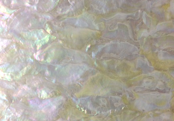 Abalone shell veneer - Agoya