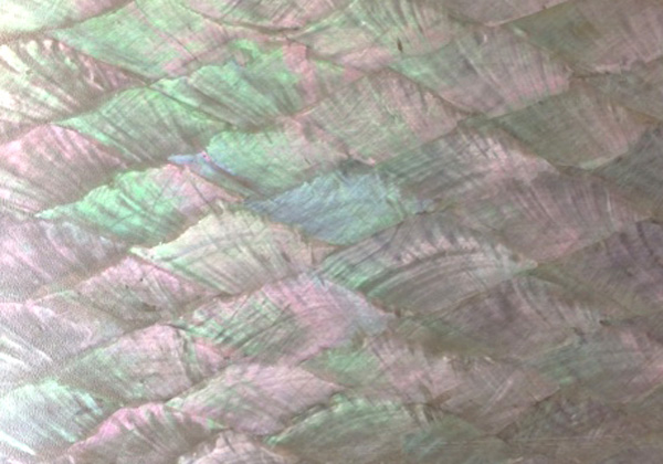Abalone shell veneer - Donkey Ear
