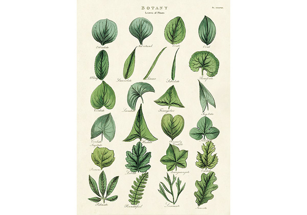 DECOR PAPER 20X28 BOTANY